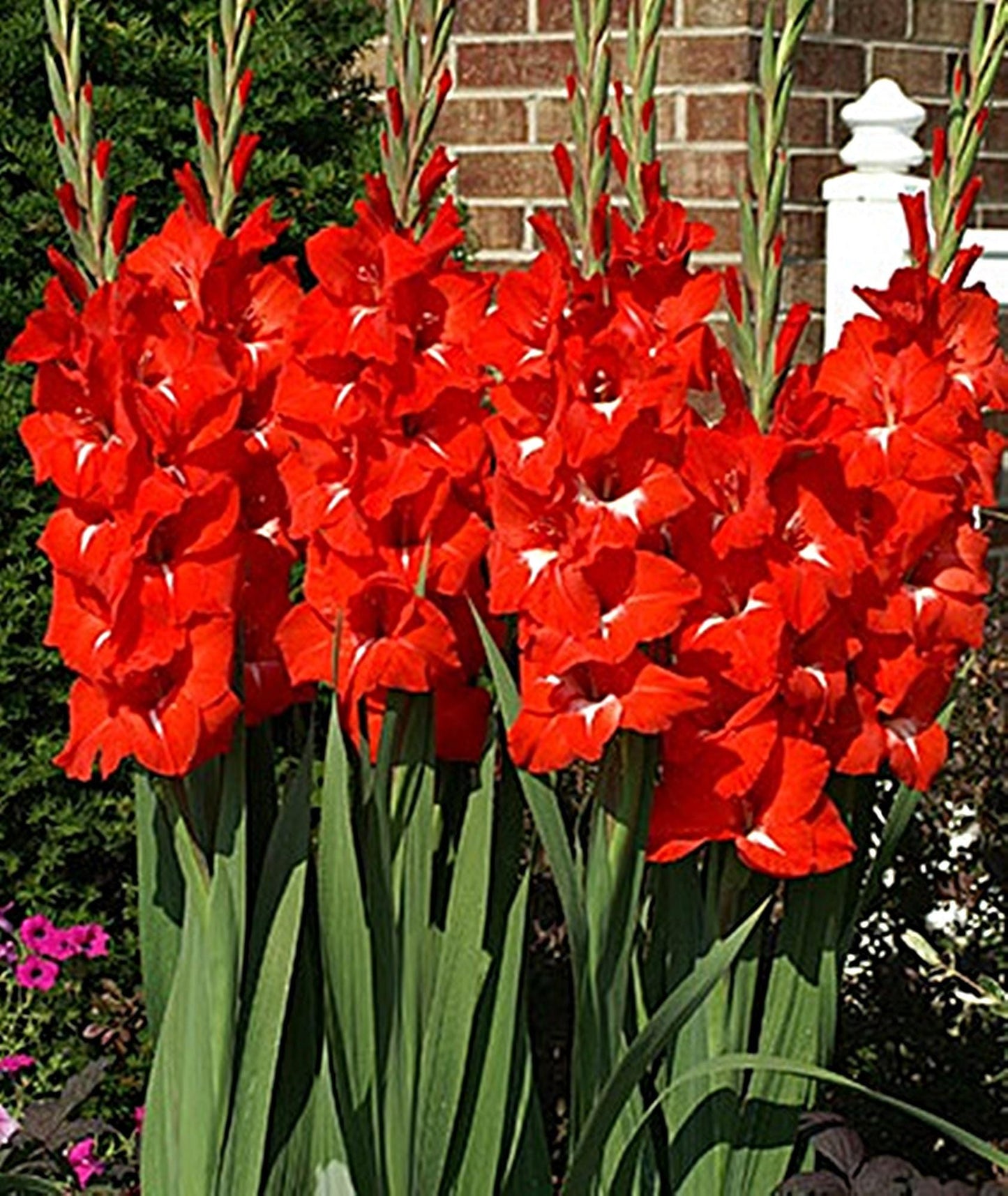 5 or 10 GLADIOLUS TRADERHORN Holland Bulbs brilliant scarlet gladiolus blooms Free Shipping !!!!!!! Green Garden Corner