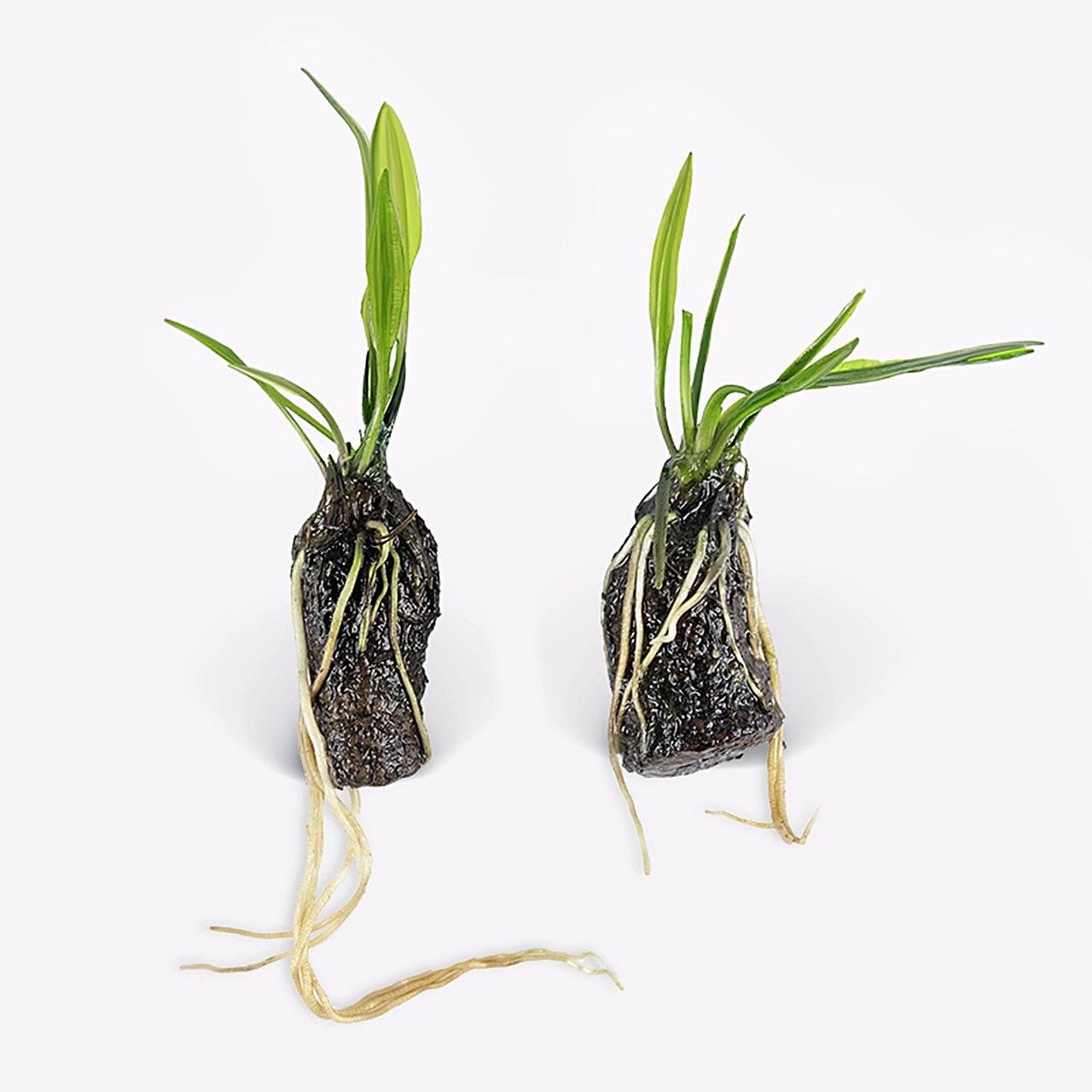 Aponogeton Longipplumulosus 1 bulb- Aquatic Live Plants Perfect to all size tanks. Free Shipping !!!! | Green Garden Corner