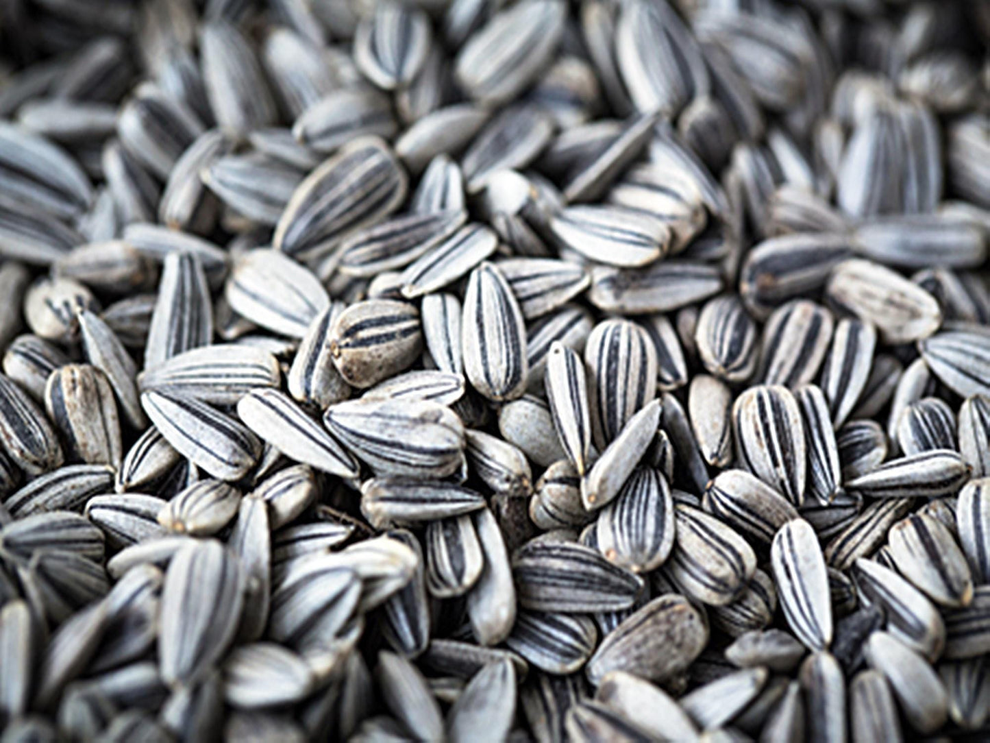 Organic Zohar F1 Sunflower | Sunflower Seeds | Organic & Non-GMO | Hybrid (F1) | Green Garden Corner