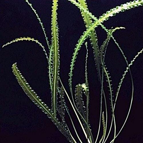 Aponogeton Longipplumulosus 1 bulb- Aquatic Live Plants Perfect to all size tanks. Free Shipping !!!! | Green Garden Corner