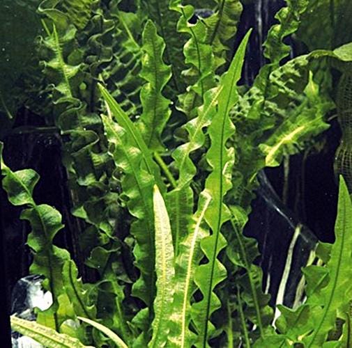 Aponogeton Longipplumulosus 1 bulb- Aquatic Live Plants Perfect to all size tanks. Free Shipping !!!! | Green Garden Corner