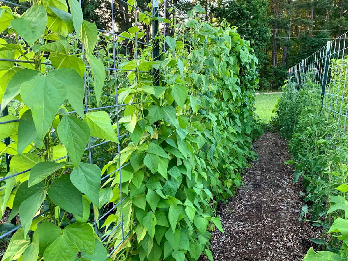 Lima Butter Beans | Vegetable Seeds | Creamy, dreamy, and full of goodness! | Green Garden Corner