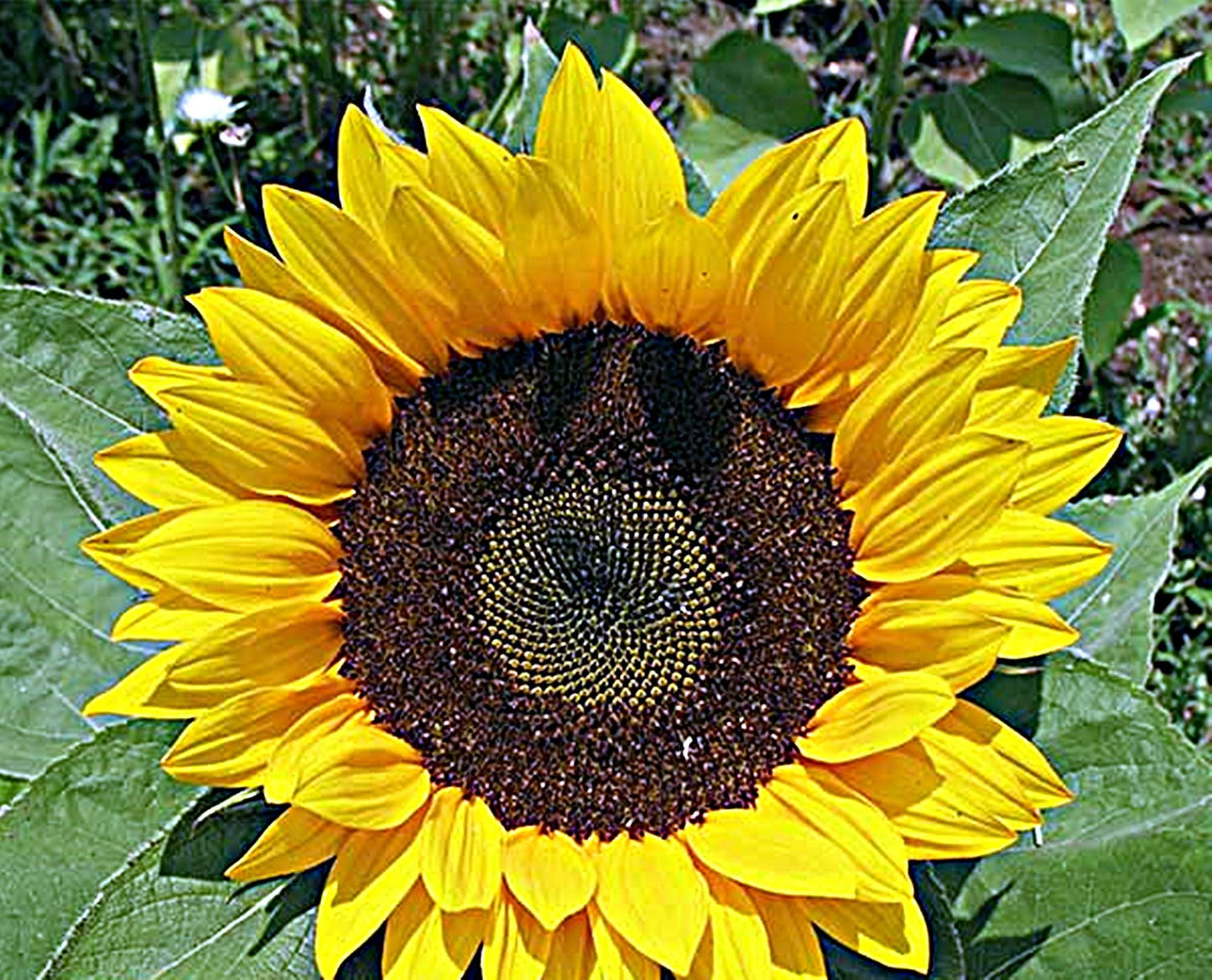 Organic Zohar F1 Sunflower | Sunflower Seeds | Organic & Non-GMO | Hybrid (F1) | Green Garden Corner