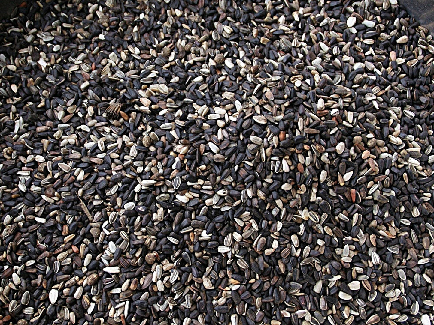 Sunspot Sunflower | Sunflower Seeds | Hybrid (F1) | Non-GMO | Green Garden Corner