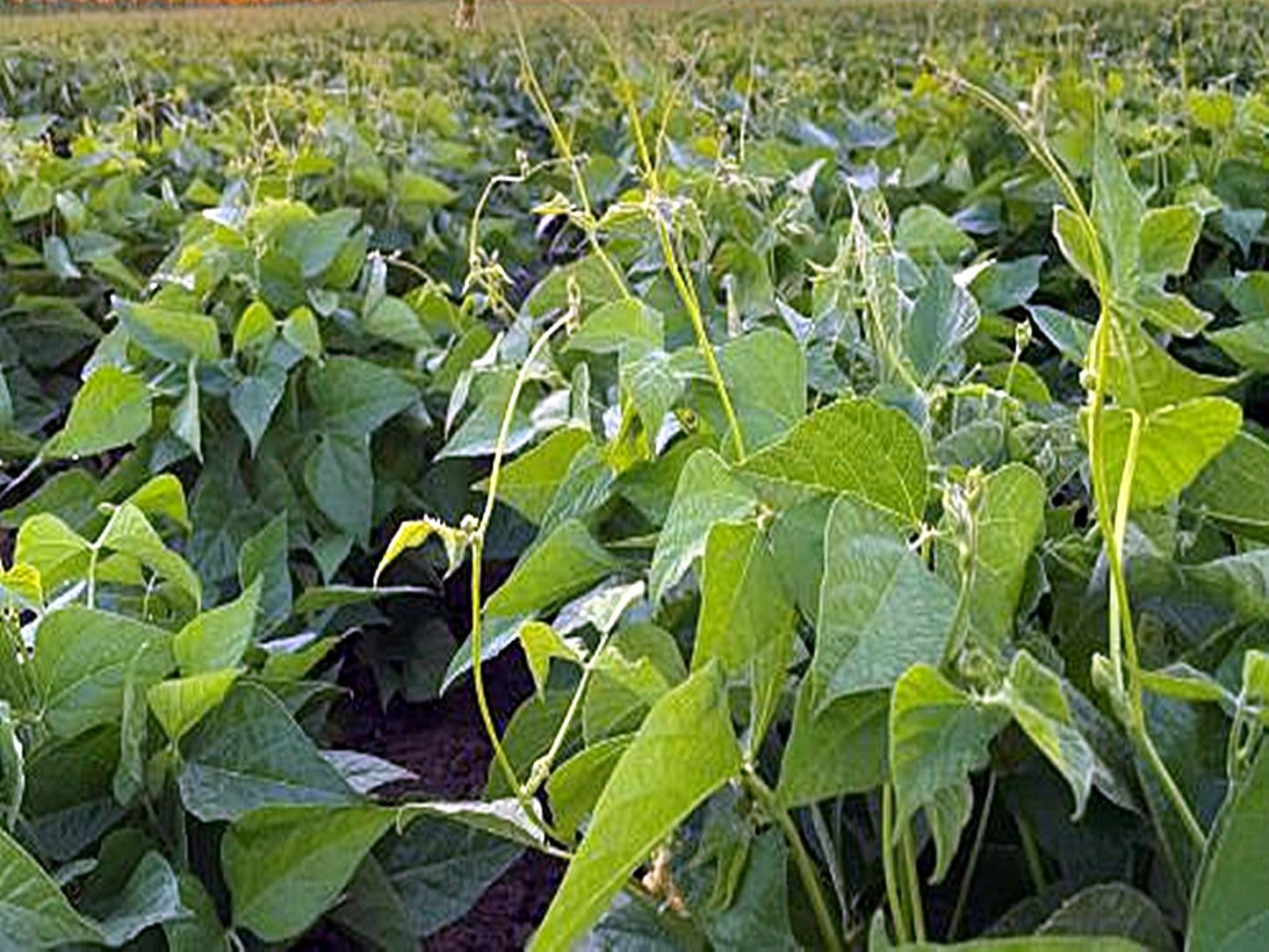 Pinto Beans | Vegetable Seeds | Small white, Creamy texture and nutty flavor and full of goodness! | Green Garden Corner