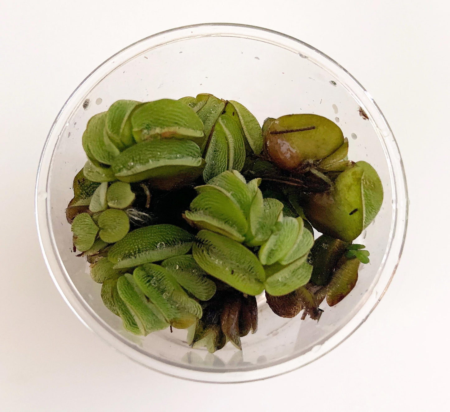 Water Spangles (Salvinia Minima) - Charming Floating Fern for Aquatic Gardens | free shipping !! | Pond Live Plants | Green Garden Corner