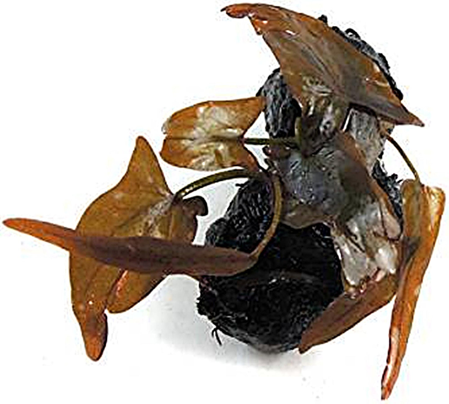 Nymphaea Rubra 1 bulb- Aquatic Live Plants Perfect to all size tanks. Free Shipping !!!! | Green Garden Corner