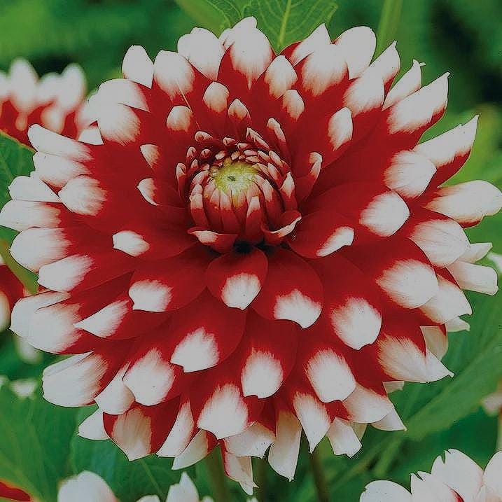 Dahlia Mystery Day | Captivating Dahlias | Nature's Masterpiece | Red Flowers with white petal tips | Holland BULBS | Green Garden Corner