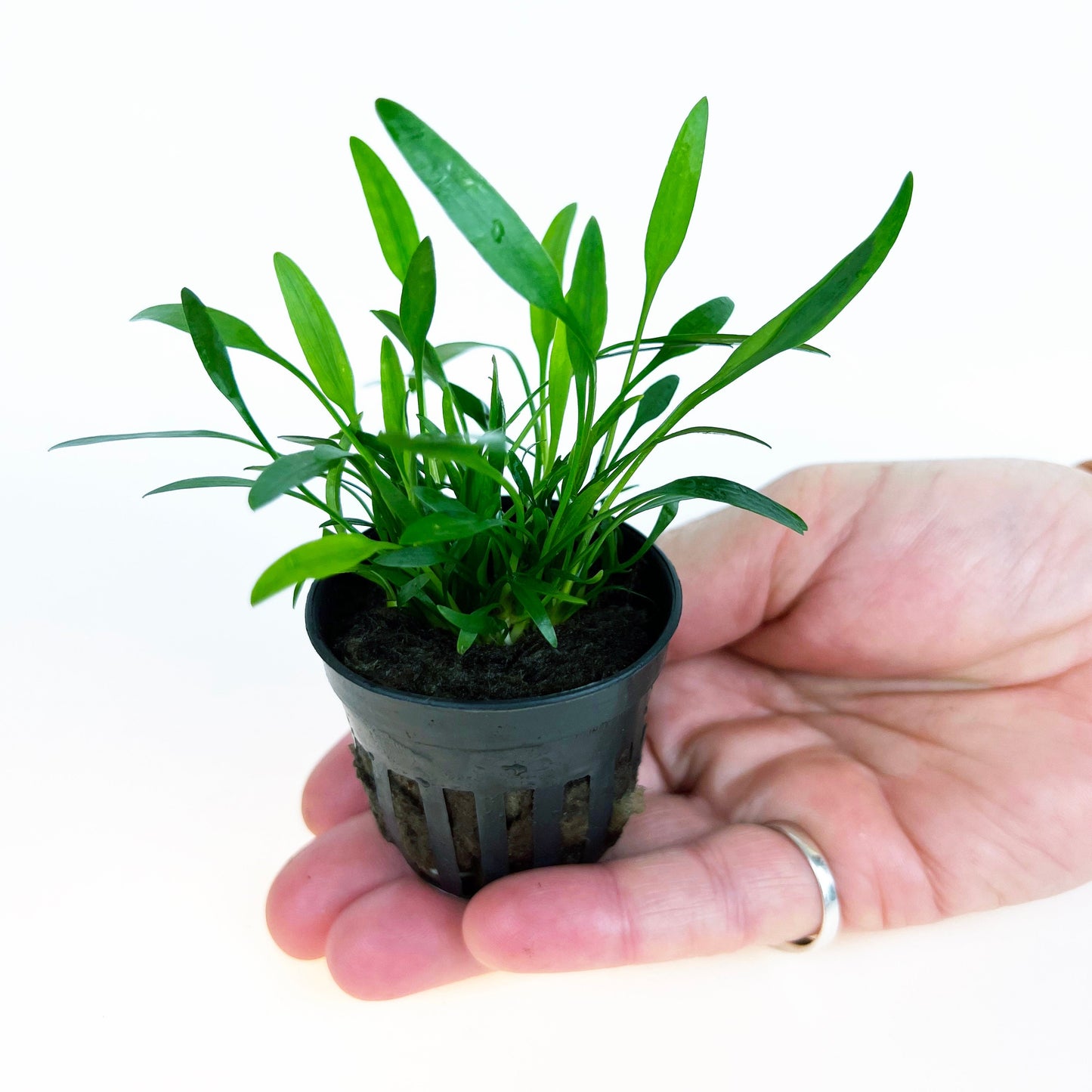 Cryptocoryne Parva 1 pot- Aquatic Live Plants Perfect to all size tanks. Free Shipping !!!! | Green Garden Corner