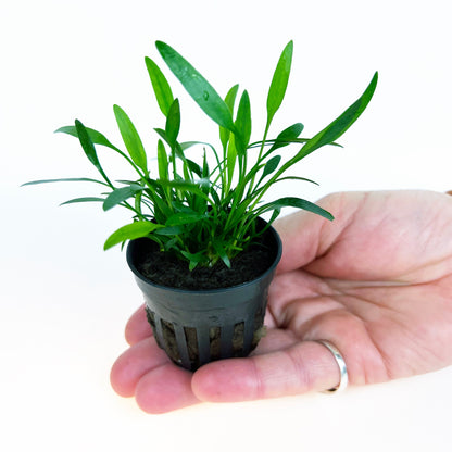 Cryptocoryne Parva 1 pot- Aquatic Live Plants Perfect to all size tanks. Free Shipping !!!! | Green Garden Corner