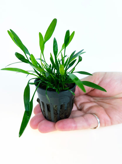 Cryptocoryne Parva 1 pot- Aquatic Live Plants Perfect to all size tanks. Free Shipping !!!! | Green Garden Corner