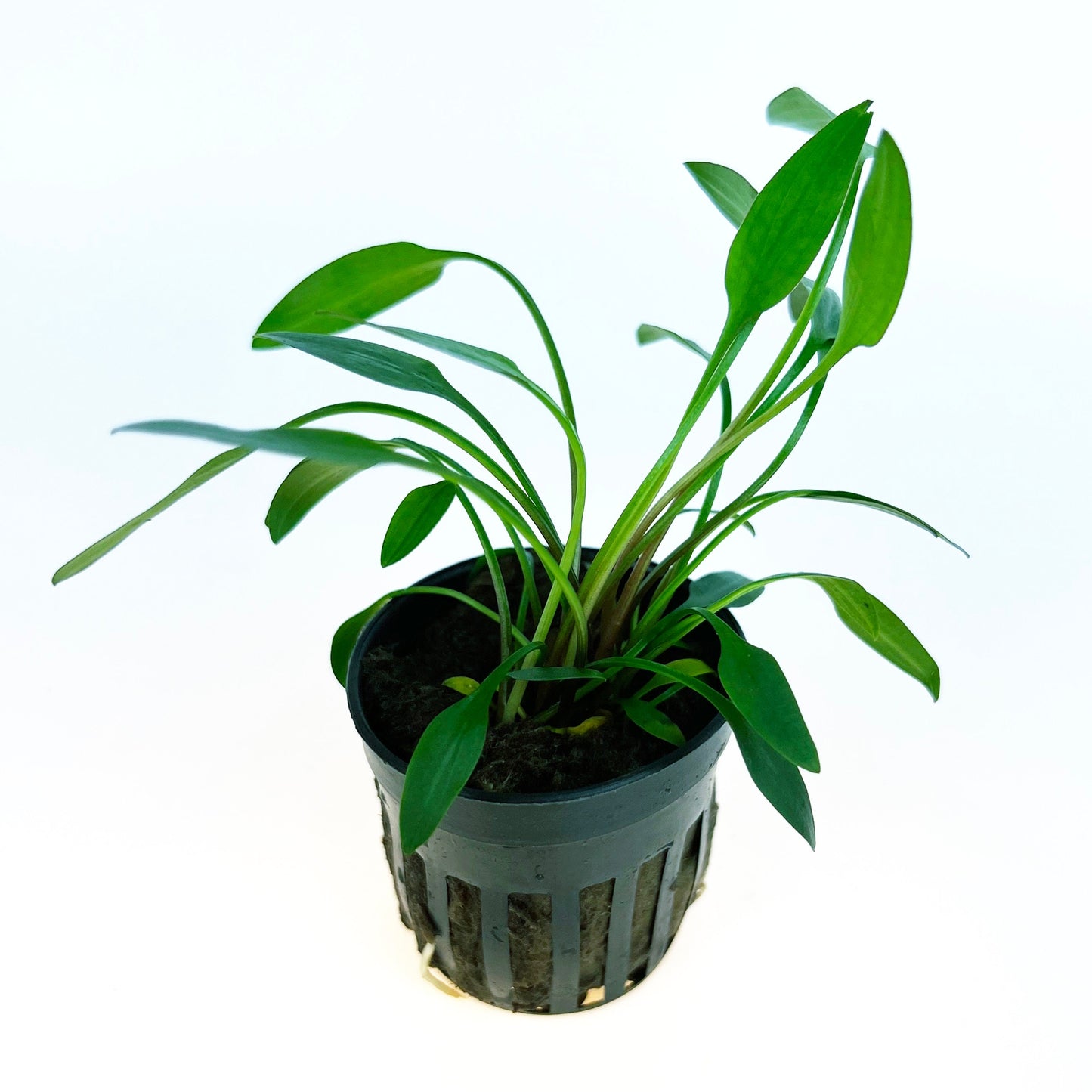 Cryptocoryne Lucens 1 pot- Aquatic Live Plants Perfect to all size tanks. Free Shipping !!!! | Green Garden Corner