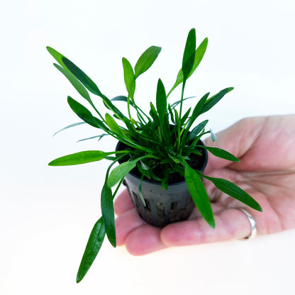 Cryptocoryne Lucens 1 pot- Aquatic Live Plants Perfect to all size tanks. Free Shipping !!!! | Green Garden Corner