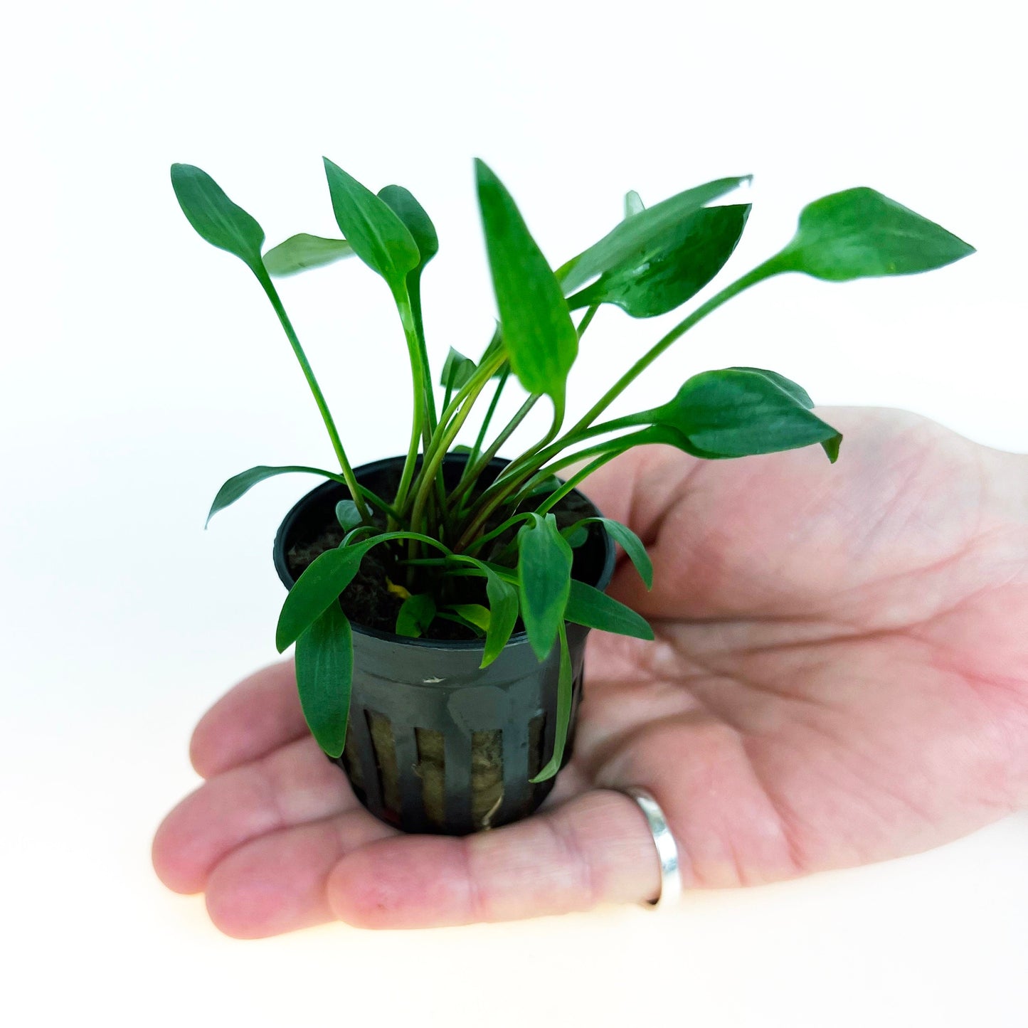 Cryptocoryne Lutea 1 pot- Aquatic Live Plants Perfect to all size tanks. Free Shipping !!!! | Green Garden Corner