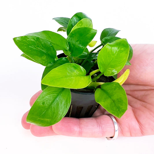 ANUBIAS NANA GOLDEN 1 pot- Aquatic Live Plants Perfect to all size tanks. Free Shipping !!!! | Green Garden Corner