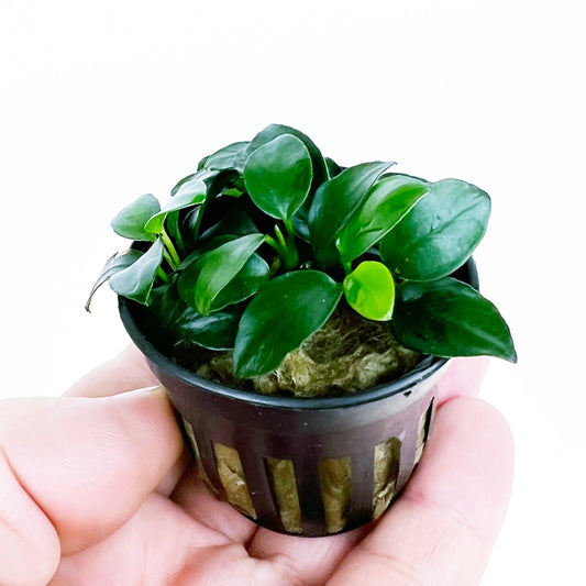 Anubias Nana Petite 1 pot- Aquatic Live Plants Perfect to all size tanks. Free Shipping !!!! | Green Garden Corner