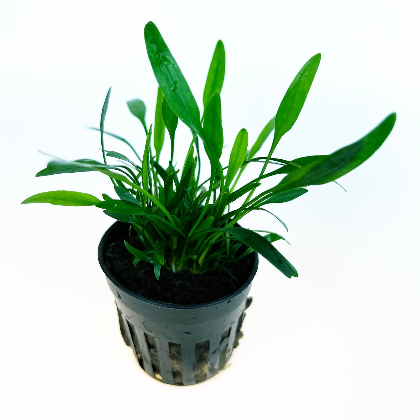 Cryptocoryne Parva 1 pot- Aquatic Live Plants Perfect to all size tanks. Free Shipping !!!! | Green Garden Corner