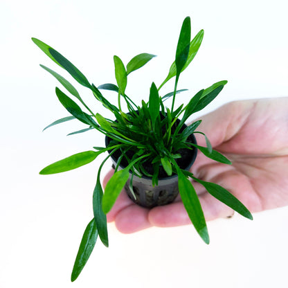 Cryptocoryne Lucens 1 pot- Aquatic Live Plants Perfect to all size tanks. Free Shipping !!!! | Green Garden Corner