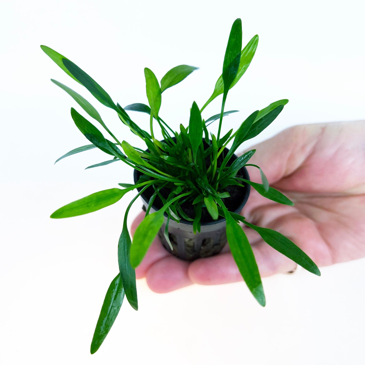 Cryptocoryne Lucens 1 pot- Aquatic Live Plants Perfect to all size tanks. Free Shipping !!!! | Green Garden Corner