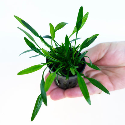 Cryptocoryne Lucens 1 pot- Aquatic Live Plants Perfect to all size tanks. Free Shipping !!!! | Green Garden Corner