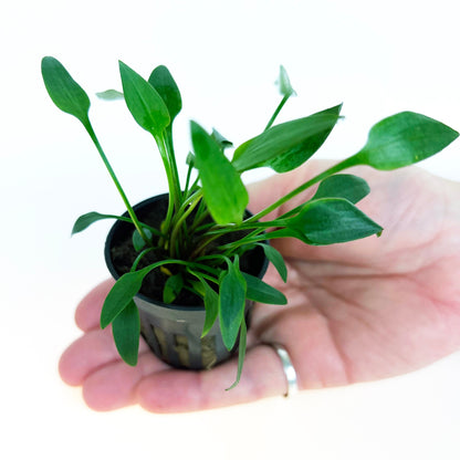 Cryptocoryne Lutea 1 pot- Aquatic Live Plants Perfect to all size tanks. Free Shipping !!!! | Green Garden Corner
