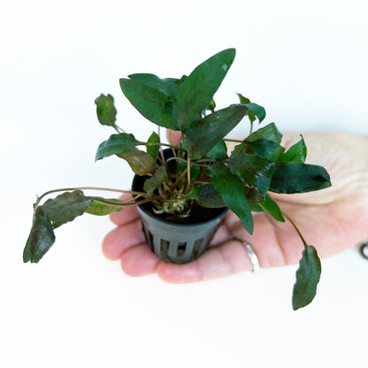 Cryptocoryne Tropica 1 pot- Aquatic Live Plants Perfect to all size tanks. Free Shipping !!!! | Green Garden Corner