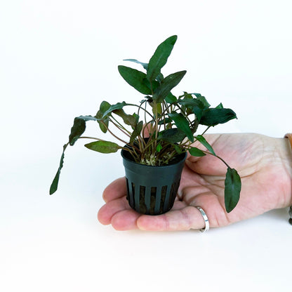 Cryptocoryne Tropica 1 pot- Aquatic Live Plants Perfect to all size tanks. Free Shipping !!!! | Green Garden Corner