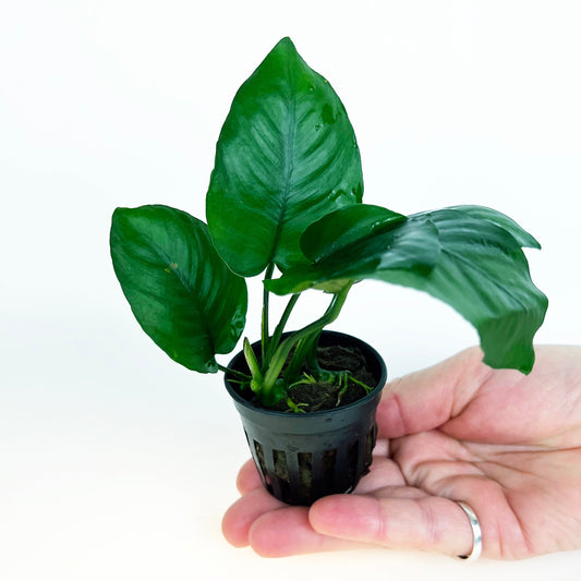 Anubias Barteri Broad Leaf 1 pot- Aquatic Live Plants Perfect to all size tanks. Free Shipping !!!! | Green Garden Corner