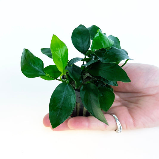 Anubias Nana 1 pot- Aquatic Live Plants Perfect to all size tanks. Free Shipping !!!! | Green Garden Corner
