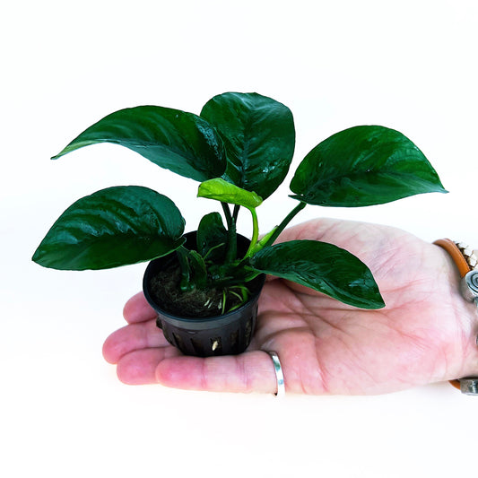 Anubias Barteri Butterfly 1 pot- Aquatic Live Plants Perfect to all size tanks. Free Shipping !!!! | Green Garden Corner