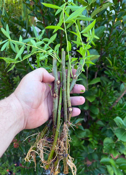 5 + 1 FREE Hybrid Willow Rooted Cuttings is One of the Fastest Growing Tree. Free Shipping!!!!!!!! Green Garden Corner.