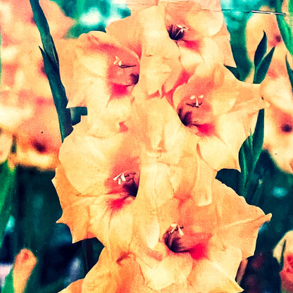 5  or 10 GLADIOLUS PETER PEARS Holland Bulbs orange blooms Free Shipping !!!!!!! Green Garden Corner