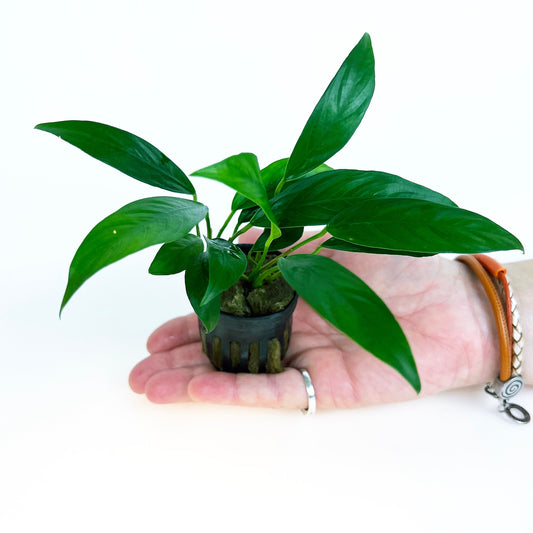 ANUBIAS Lanceolata 1 pot- Aquatic Live Plants Perfect to all size tanks. Free Shipping !!!! | Green Garden Corner