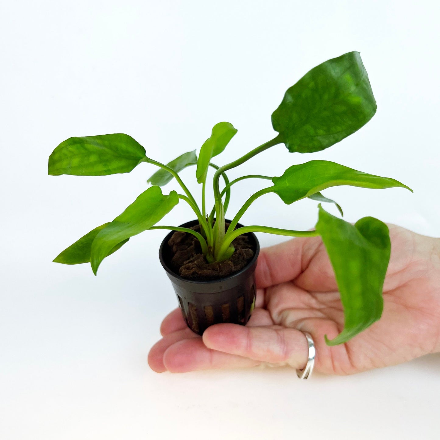 CRYPTOCORYNE WILLISI 1 Pot- Aquatic Live Plants Perfect to all size tanks. Free Shipping !!!! | Green Garden Corner