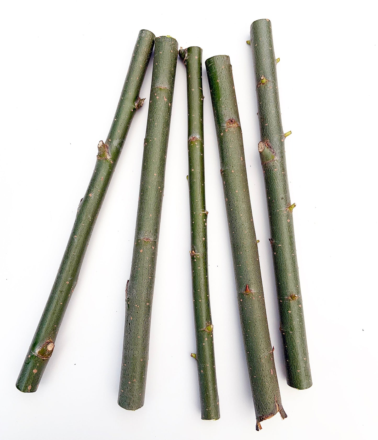 5 + 1 FREE Hybrid Willow Cuttings is One of the Fastest Growing Tree. Free Shipping!!!!!!!! Green Garden Corner.
