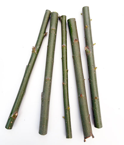 5 + 1 FREE Hybrid Willow Cuttings is One of the Fastest Growing Tree. Free Shipping!!!!!!!! Green Garden Corner.