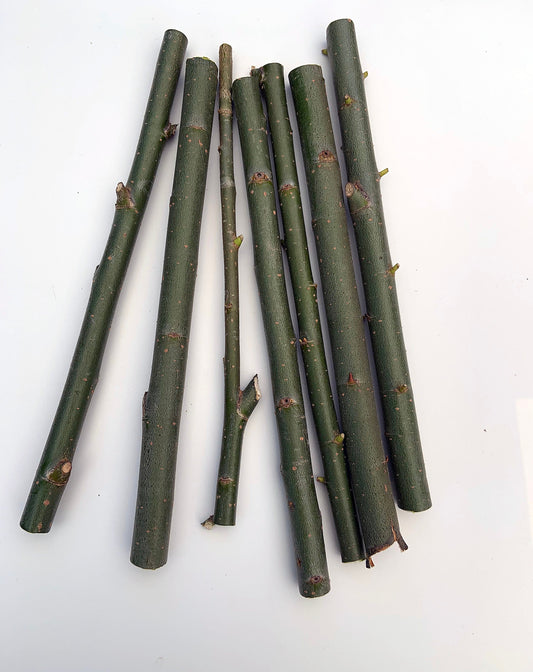 20+1 FREE Hybrid Willow Cuttings is One of the Fastest Growing Tree. Free Shipping!!!!!!!! Green Garden Corner.