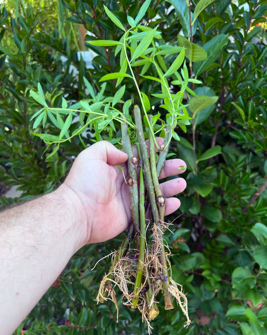 10 + 1 FREE Hybrid Willow Rooted Cuttings is One of the Fastest Growing Tree. Free Shipping!!!!!!!! Green Garden Corner.