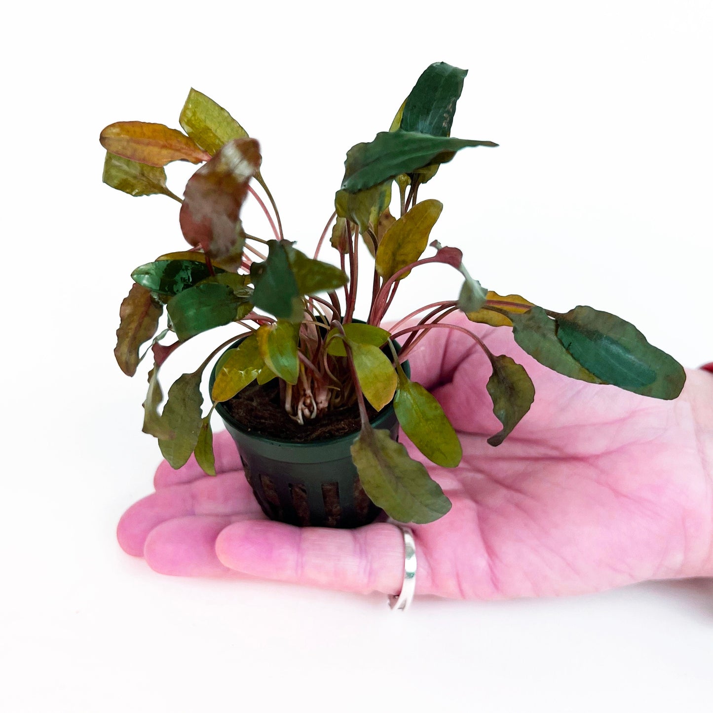CRYPTOCORYNE WENDTII BROWN 1 Pot- Aquatic Live Plants Perfect to all size tanks. Free Shipping !!!! | Green Garden Corner