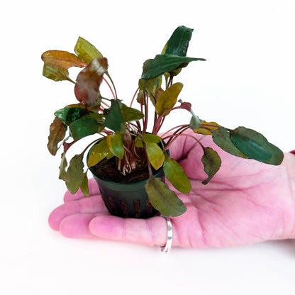 CRYPTOCORYNE WENDTII BROWN 1 Pot- Aquatic Live Plants Perfect to all size tanks. Free Shipping !!!! | Green Garden Corner