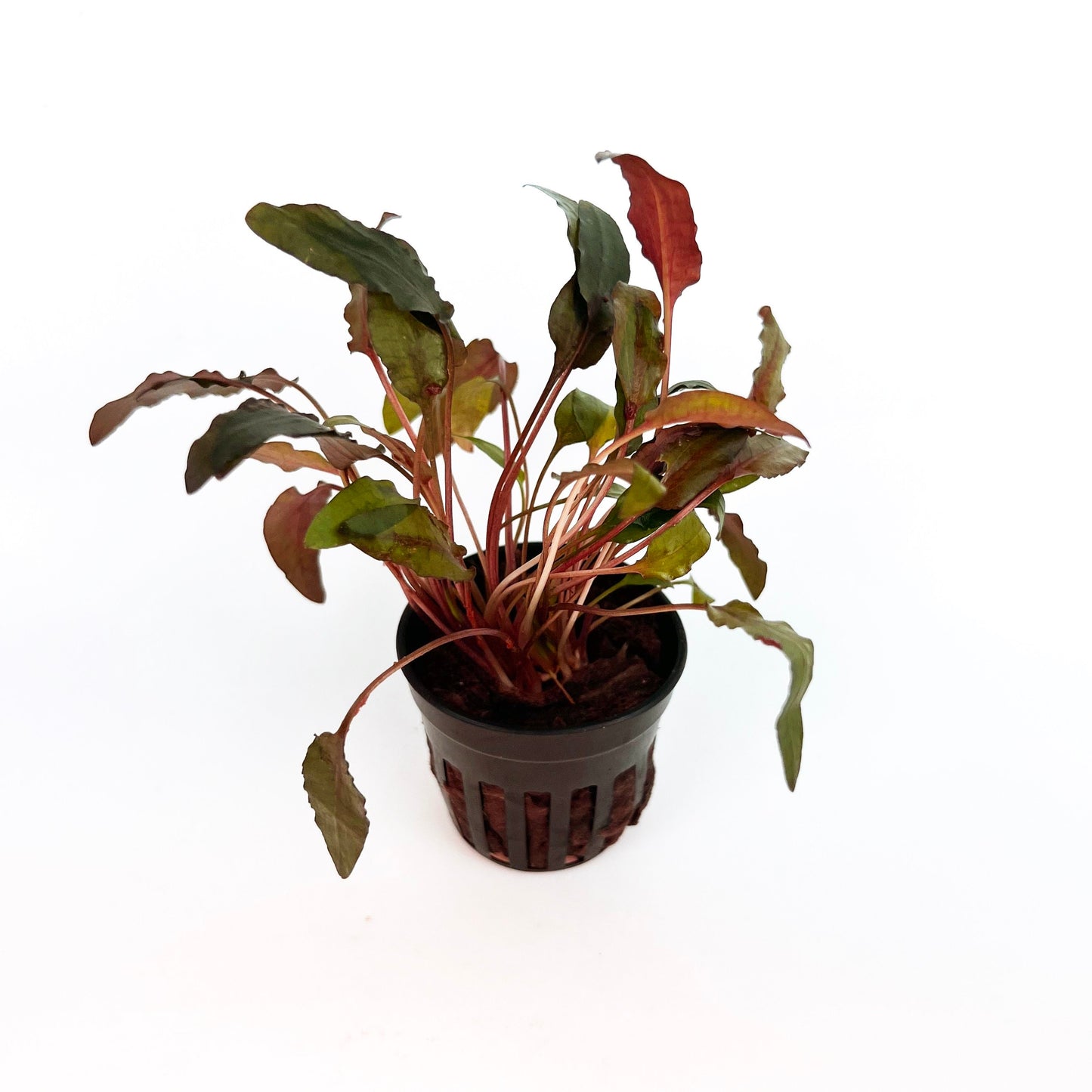 CRYPTOCORYNE WENDTII BROWN 1 Pot- Aquatic Live Plants Perfect to all size tanks. Free Shipping !!!! | Green Garden Corner