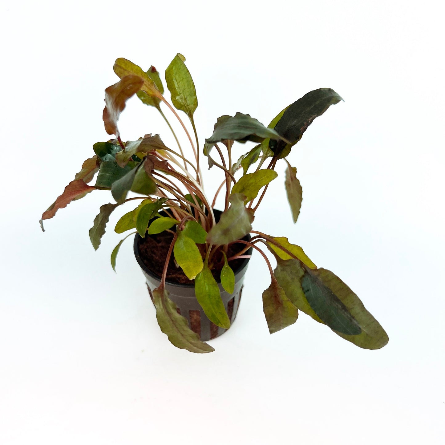 CRYPTOCORYNE WENDTII BROWN 1 Pot- Aquatic Live Plants Perfect to all size tanks. Free Shipping !!!! | Green Garden Corner