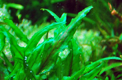 CRYPTOCORYNE WENDTII GREEN 1 Pot- Aquatic Live Plants Perfect to all size tanks. Free Shipping !!!! | Green Garden Corner