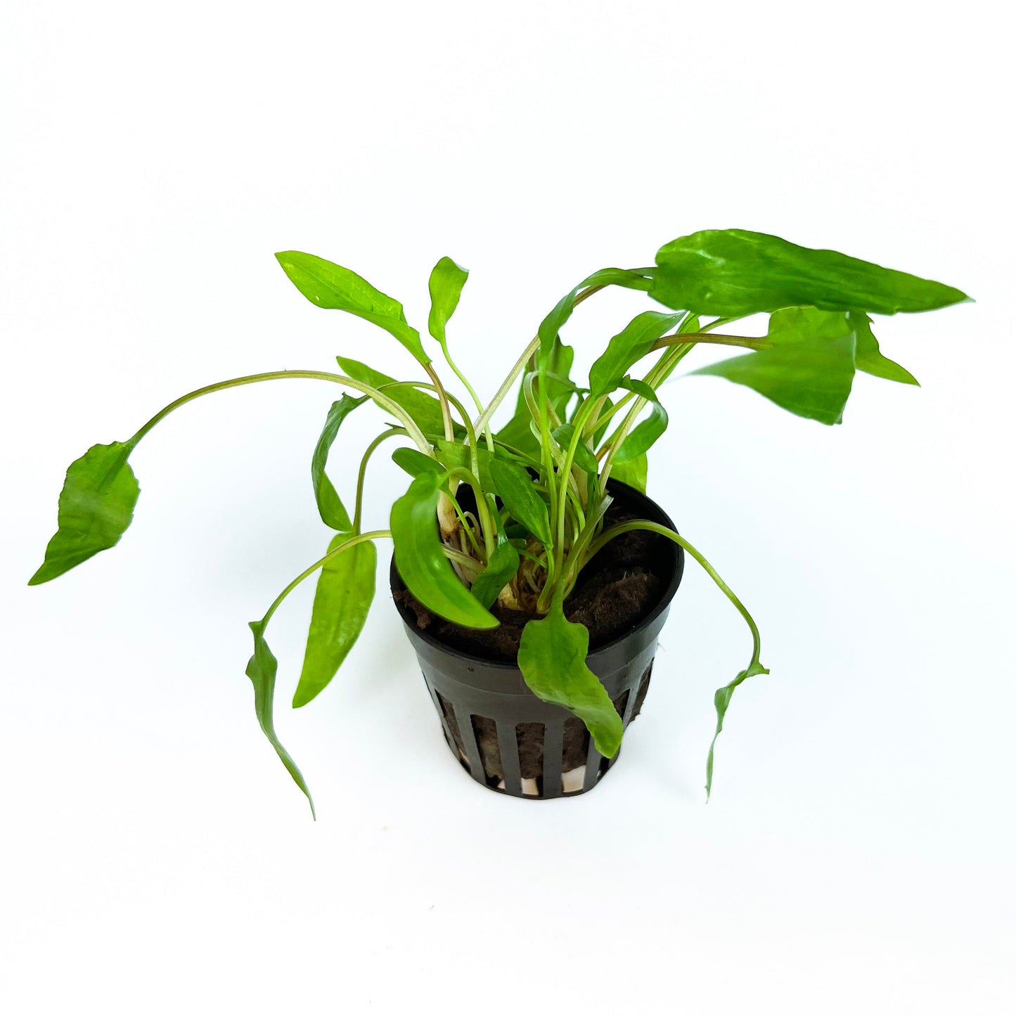 CRYPTOCORYNE WENDTII GREEN 1 Pot- Aquatic Live Plants Perfect to all size tanks. Free Shipping !!!! | Green Garden Corner