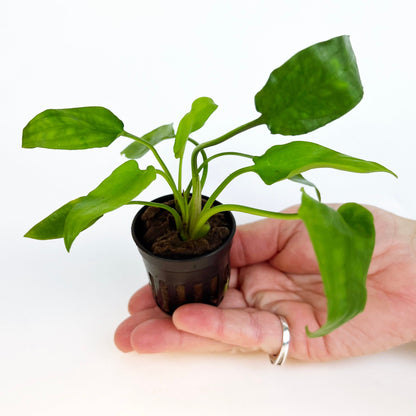 CRYPTOCORYNE WILLISI 1 Pot- Aquatic Live Plants Perfect to all size tanks. Free Shipping !!!! | Green Garden Corner