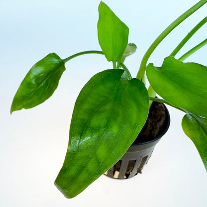 CRYPTOCORYNE WILLISI 1 Pot- Aquatic Live Plants Perfect to all size tanks. Free Shipping !!!! | Green Garden Corner
