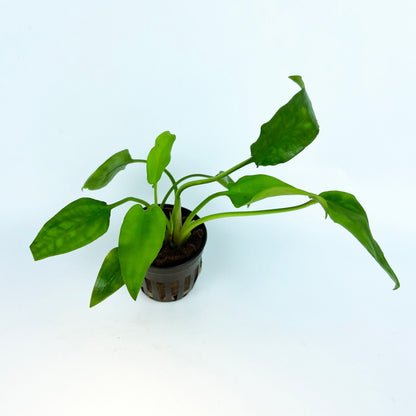CRYPTOCORYNE WILLISI 1 Pot- Aquatic Live Plants Perfect to all size tanks. Free Shipping !!!! | Green Garden Corner