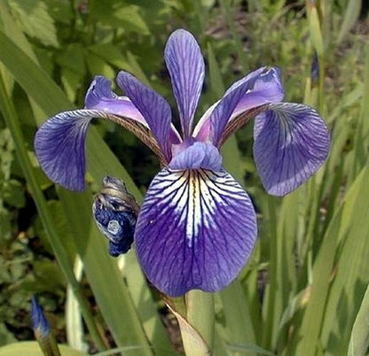 Blue Flag Iris (Iris versicolor) plant for garden and pond | FREE SHIPPING!! | Live Plants | Green Garden Corner