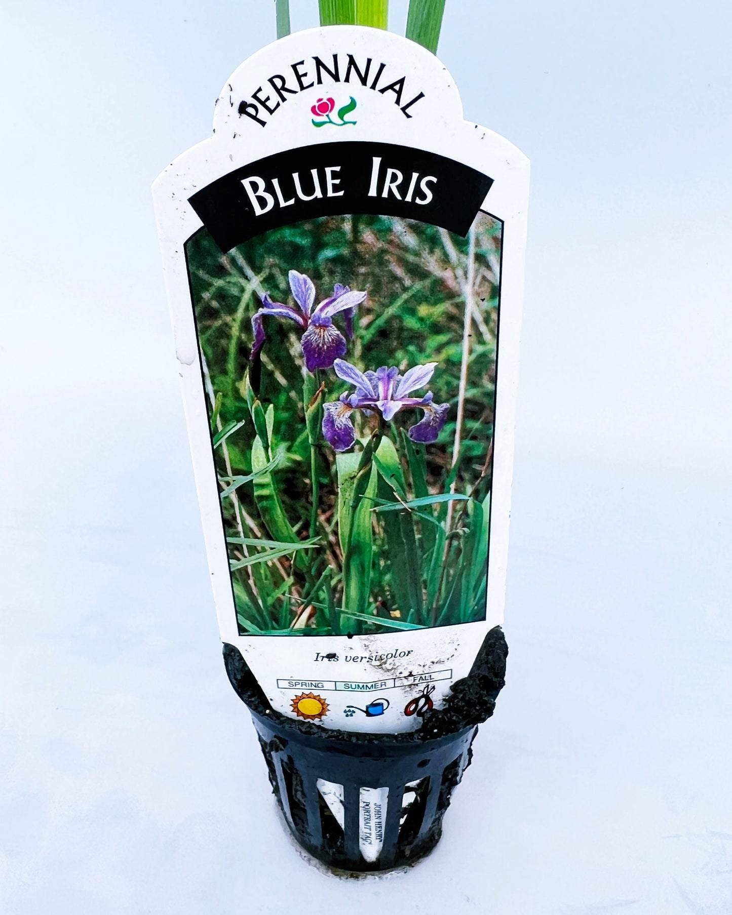 Blue Flag Iris (Iris versicolor) plant for garden and pond | FREE SHIPPING!! | Live Plants | Green Garden Corner