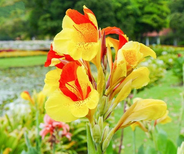 CANNA CLEOPATRA RED leaves  plant for garden and pond | free shipping !! | Pond Live Plants | Green Garden Corner
